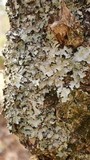 Parmotrema crinitum image