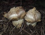 Agaricus texensis image