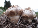 Agaricus texensis image