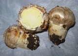 Agaricus texensis image