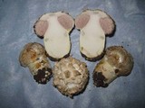 Agaricus texensis image