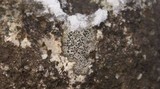 Ropalospora chlorantha image