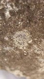 Ropalospora chlorantha image