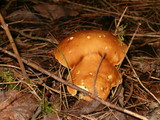 Leccinum subglabripes image