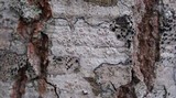Lecanora caesiorubella image