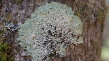 Menegazzia subsimilis image