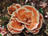 Laetiporus cincinnatus image