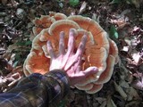Laetiporus cincinnatus image