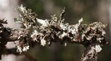 Platismatia glauca image