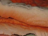 Laetiporus cincinnatus image
