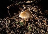 Entoloma holoconiotum image