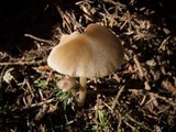 Entoloma holoconiotum image