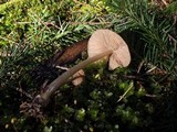 Entoloma holoconiotum image