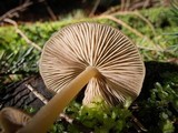 Entoloma holoconiotum image