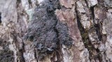 Pannaria rubiginosa image
