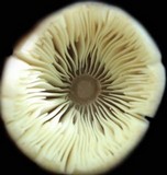 Mycena niveipes image