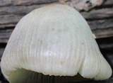Mycena niveipes image