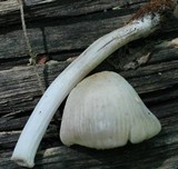 Mycena niveipes image