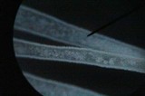 Mycena niveipes image