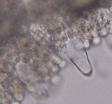 Mycena niveipes image