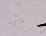 Mycena niveipes image