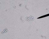 Mycena niveipes image
