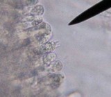 Mycena niveipes image