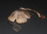 Mycena niveipes image