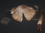 Mycena niveipes image