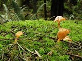 Chrysomphalina aurantiaca image