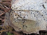 Coccomyces dentatus image