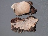 Pyrofomes demidoffii image