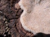 Pyrofomes demidoffii image