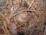 Gyromitra melaleucoides image