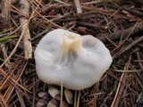 Gyromitra melaleucoides image