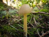 Entoloma holoconiotum image