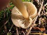 Entoloma holoconiotum image