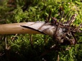 Entoloma holoconiotum image