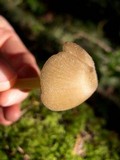Entoloma holoconiotum image