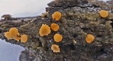 Bactridium flavum image