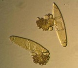 Bactridium flavum image