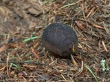 Lycoperdon umbrinum image