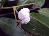 Drepanoconis larvaeformis image