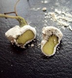 Drepanoconis larvaeformis image