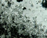 Drepanoconis larvaeformis image