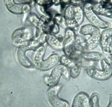 Drepanoconis larvaeformis image