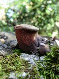 Panus conchatus image