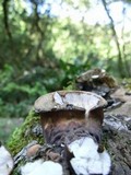 Panus conchatus image