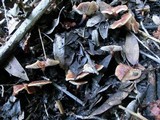 Gymnopus brassicolens var. brassicolens image
