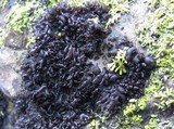 Leptogium schraderi image